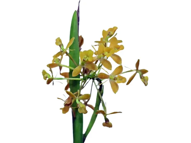 Epidendrum musciferum