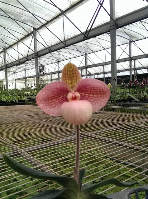 Paphiopedilum Liberty Taiwan (Paphiopedilum)