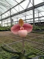 Paphiopedilum Liberty Taiwan (micranthum x hangianum) (IC)