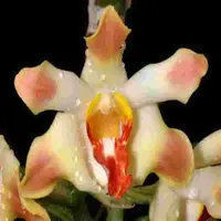 Chysis aurea sp.