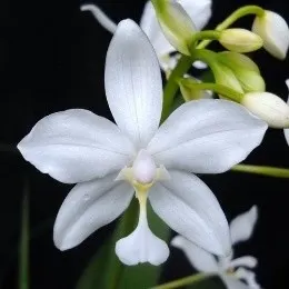 Spathoglottis Plicata Var Alba Sp. (Spathoglottis)