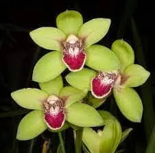 Cymbidium Valentine Leanne' 'S Love'