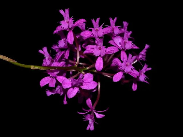 Epidendrum quitensium (Epidendrum)