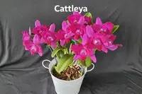 Orchid Plant Gift Pack — Oncidium / C (Near flowering - spike poss. in 6-18 mths) / 1 plant