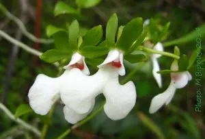 Oeonia rosea
