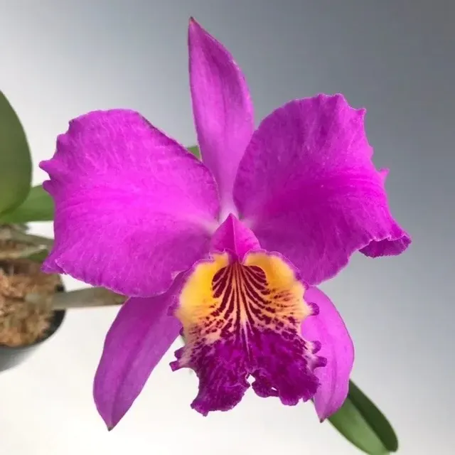 Cattleya lueddemanniana var rubra
