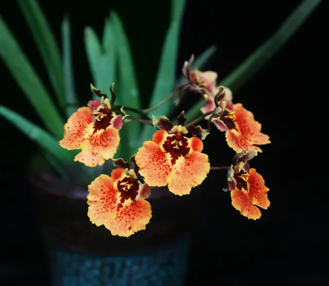 Tolumnia Jairak Flyer 'Sahara' (Tolumnia)
