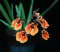 Tolumnia Jairak Flyer 'Sahara'