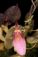 Restrepia contorta (elegans) 'Hirtz'