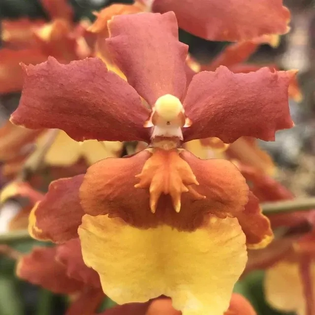 Odontocidium Sunny Daze 'Hilo Bay' (Odontocidium)
