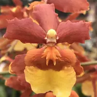 Orchid Odontocidium Sunny Daze ‘Hilo Bay’ Live Orchids