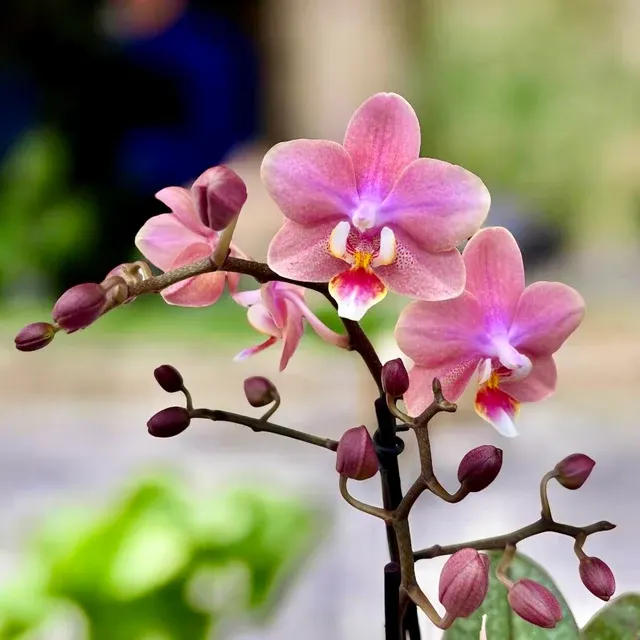 Phalaenopsis Odorion * Flori Intens Parfumate