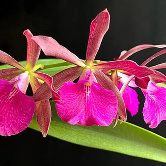 Encyleyvola Jairak Crimson Star