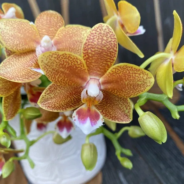 Phalaenopsis Table Masterpiece D9 * Parfumata