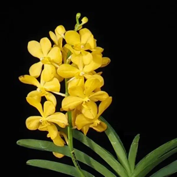Mokara Chaopraya Gold (Mokara)