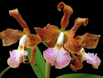 Cattleya velutina