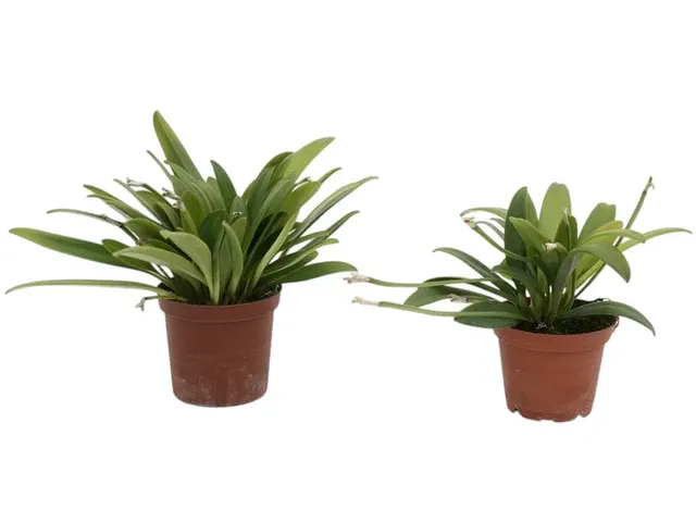Masdevallia virens f. albescens (Masdevallia)