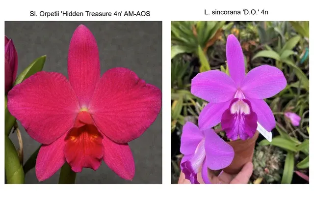 Sophrolaeliocattleya Beautiful Sunset