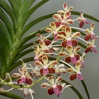 Vanda Orchid Lamellata 4 N Rare Exotic Plant