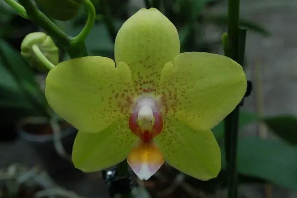 Phalaenopsis ANGELIKA