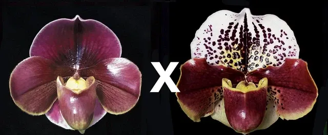 Paphiopedilum Startler AM/AOS X Thunder Cat HCC 'Glace'