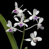 Vanda lilacina sp.