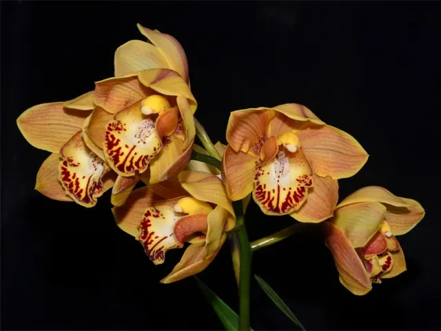 Cymbidium Trinity Gold Gorgeous X Cym. Karen Kakadu (Cymbidium)