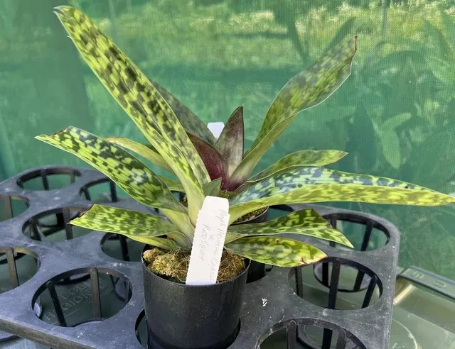 Paphiopedilum Hsinying Carlos x Red Shift (Paphiopedilum)