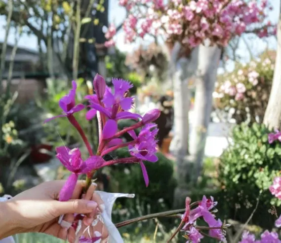 Noid Epidendrum (Epidendrum)