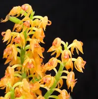Polystachya paniculata