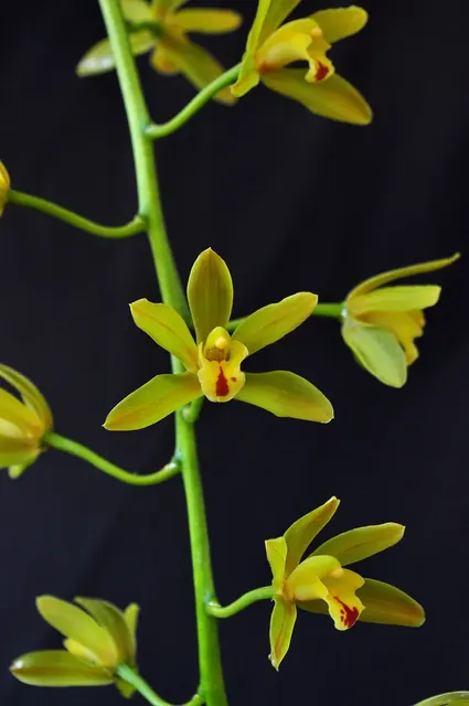 Cymbidium Mitzy 'Mabel' (Cymbidium)