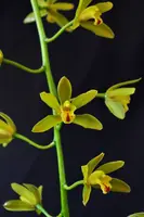 Cymbidium Mitzy 'Mabel' S/CSA, Cascading