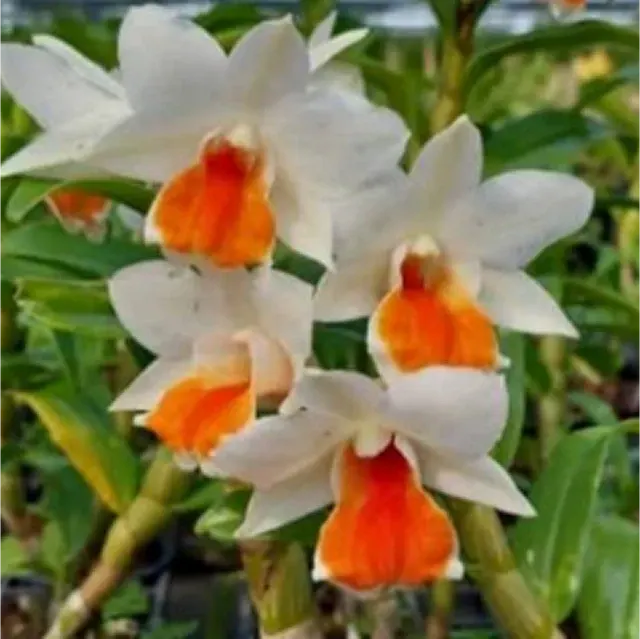 Dendrobium Rungkamol (Dendrobium)