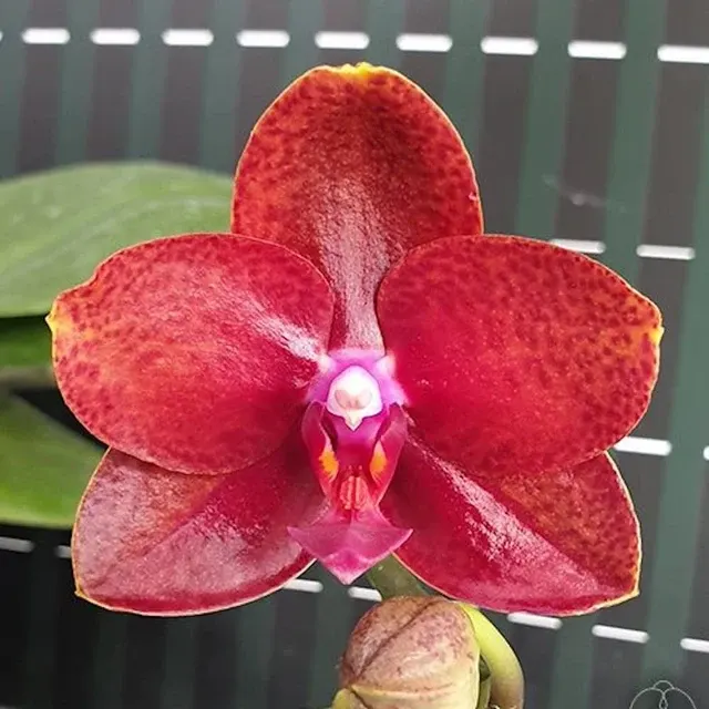 Phalaenopsis Miro Sun Beauty Parfumat '3110'