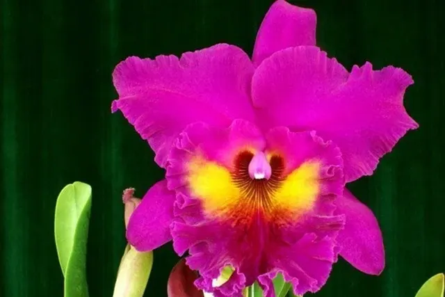 Rhyncholaeliocattleya King Of Taiwan 'Splendiferous'