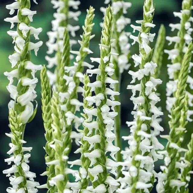 Spiranthes cernua var. odorata 'Chadd’s Ford'