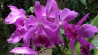 Orchid Cattleya Gur bowringiana in 2" pot