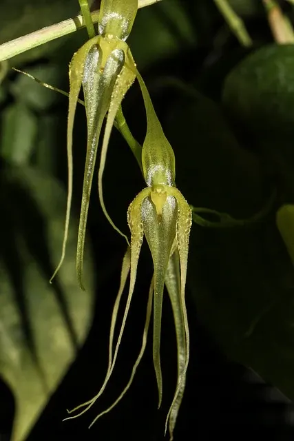 Pleurothallis phalangifera
