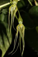 Pleurothallis phalangifera