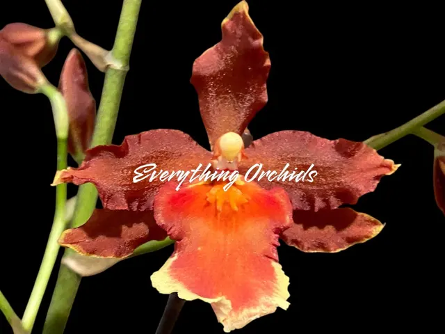 Oncidium Hilo Firecracker 'Sangria' (Oncidium)