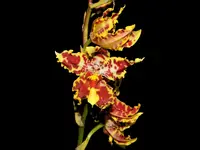 Otocidium Tom Mirenda