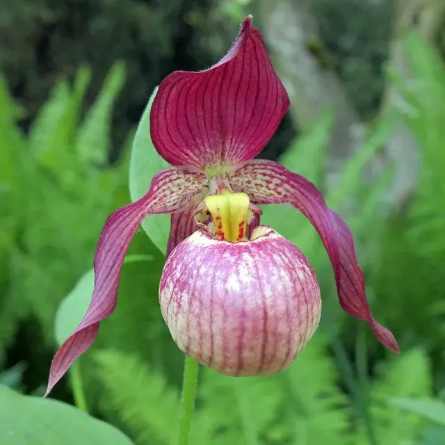 Cypripedium Johnny Petersen
