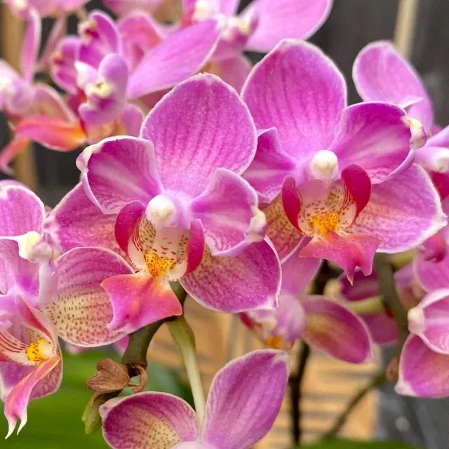 Phalaenopsis Miki Wagashi Flori Parfumate
