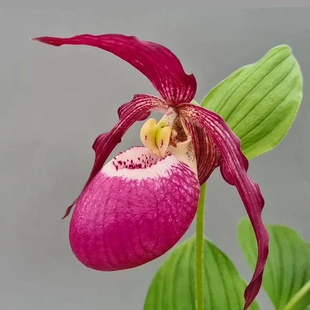 Cypripedium 'Philipp dark'