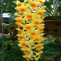Dendrobium griffithianum sp.