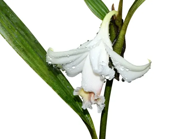 Sobralia klotzscheana (Sobralia)