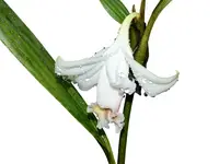Sobralia klotzscheana