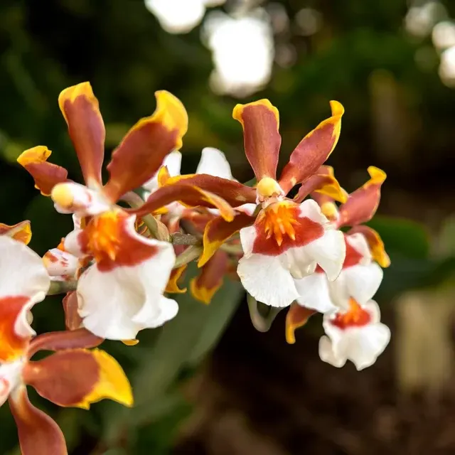 Colmanara Gold Rush - Parfumata