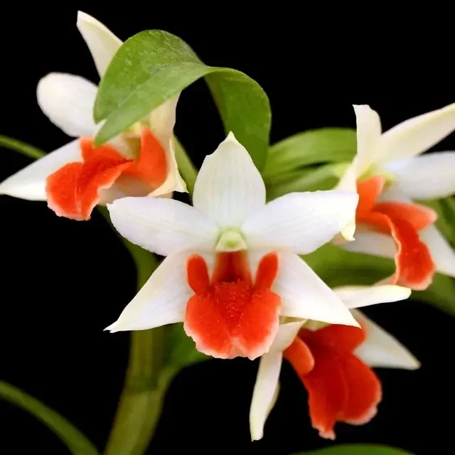Dendrobium Jiaho Delight GM/TOGA - Parfumat 'Delight'