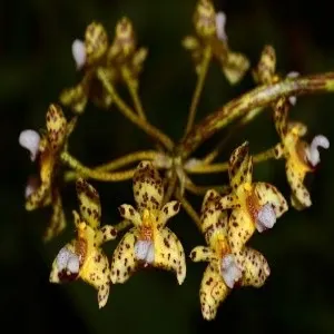 Bulbophyllum violaceolabellum sp (Bulbophyllum)
